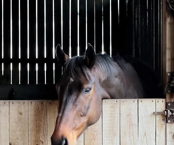 Ferienhaus The Old Cart House *